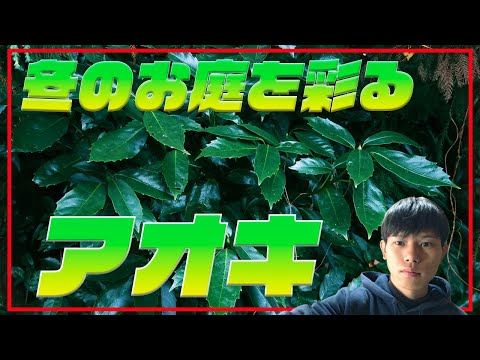 耐寒性常緑低木：冬の庭を彩る4つの植物  庭園