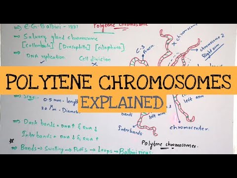 POINT MUTATION BY PHANINDRA GUPTHA