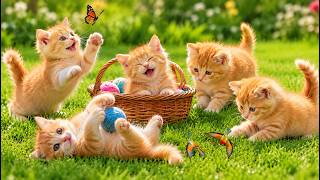 Download lagu 🌼 Playful Baby Kittens on the Lawn | Cute Cat Moments | Cat Sounds | Relaxing Cat Sounds mp3