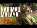 Harimau Terancam di Malaysia (Critically Endangered Malayan Tiger)