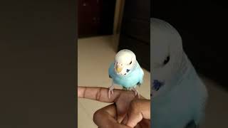 Download lagu Anak burung parkit betina bersuara. Jika burung Anda merespons, silakan berlangganan. 🐦😉 mp3 Download lagu Anak burung parkit betina bersuara. Jika burung Anda merespons, silakan berlangganan. 🐦😉 mp3