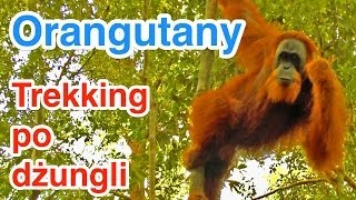 preview picture of video '#65 Orangutany - Trekking po dżungli 1/3 - Bukit Lawang, INDONEZJA 2014.05.19'