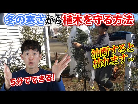 寒さや霜から木を守るために冬のベールを掛けるにはどうすればよいですか？  庭園