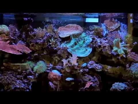 Светильник AP700 видео обзор Светильник AP700 видео обзор