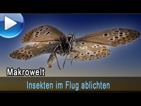 Insekten im Flug scharf ablichten!