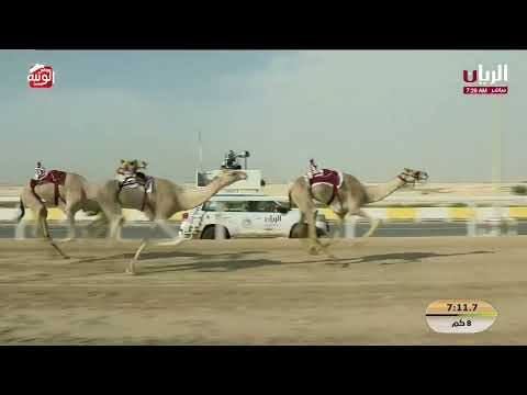 ش 9 (كسيوره) لـ هجن الرئاسة 12:11:28 ، مهرجان ختامي الشحانية 2026/04/28 حول