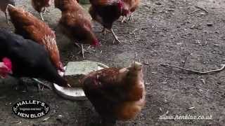 preview picture of video 'Halleys Hen Blox in Action'