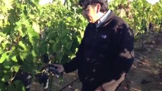 Watch Winemaker Gustavo Gonzalez discuss Syrah in Hyde Vineyard