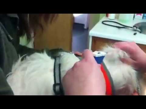 See how an microchip is inserted into a dog