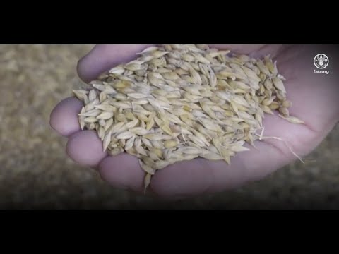 Влияние войны #на Украине на глобальную продовольственную безопасность