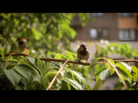 The Majesty of Creation