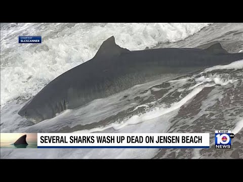 Tote Haie werden am Jensen Beach angespült