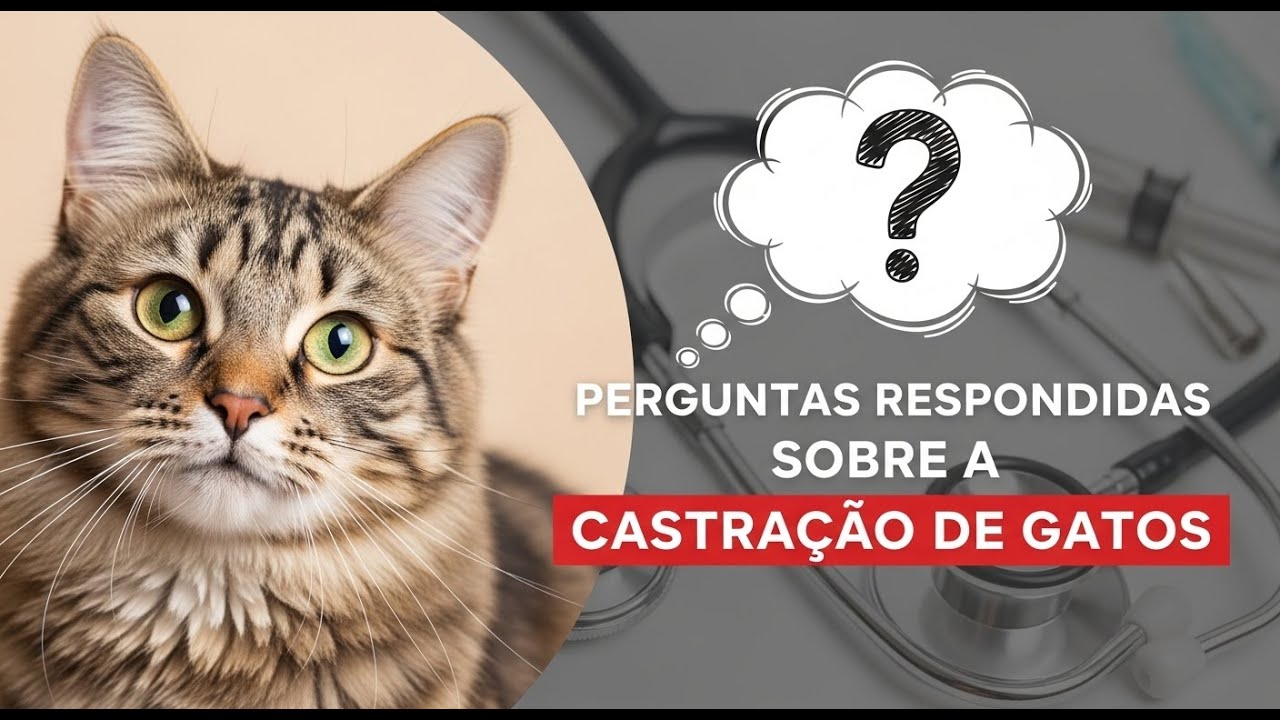CASTRAÇÃO DE GATOS. Respondendo muitas dúvidas - Gatil Hauser