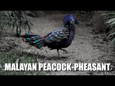 Malayan peacock-pheasant Malayan peacock-pheasant