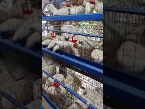 SolGrace Sumanion is live!