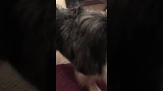 Roy Rogers Four Legged Friend HMV 101