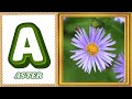 ABC Flowers Song Learn Flower Names From A To Z Fun Educational Song For Kids