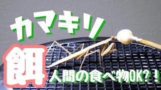 カマキリは人間の食べ物で育てられるのか？カマキリ飼育について#１