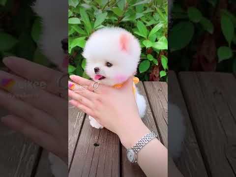 #cute dog#samreen fanpage # antya fanpage