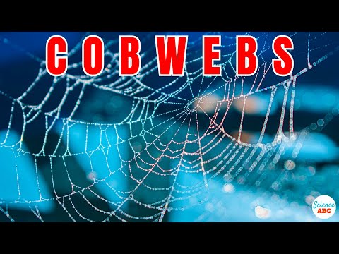 What Are Cobwebs? Where Do They Come From?
