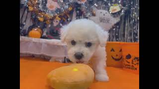 ビションフリーゼの動画01