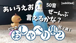 あいうえお50音全部言えるかな？【ピピのおしゃべり集 - 第②弾】セキセイインコ（生後２年目）/  My talking budgie sayings. [subtitled] [#055]