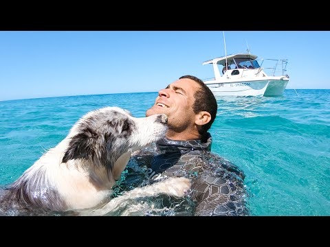 YBS Lifestyle Ep 19 - DIVING WITH SHARKS AND DANGEROUS JELLYFISH | Spearfishing Catch And Cook