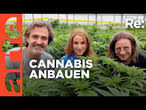 Kiffen für alle? | ARTE Re: