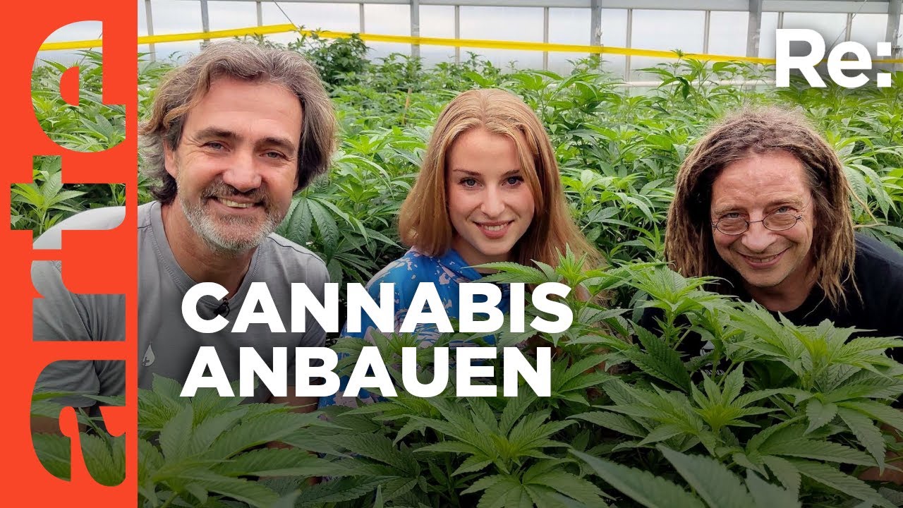 Kiffen für alle? | ARTE Re: