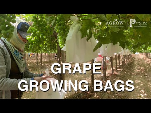 Vineyard Single Layer White Paper Grape Growing Bags | AGROW