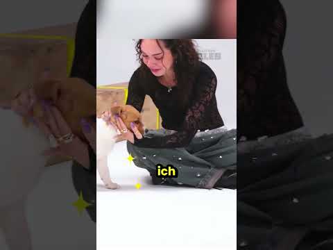 Którą dziewczynę z Katseye nie lubią pieski?