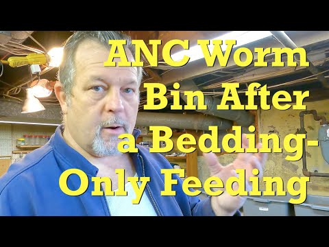 ANCs 11 days after a feeding of only bedding & worm chow - vermicompost