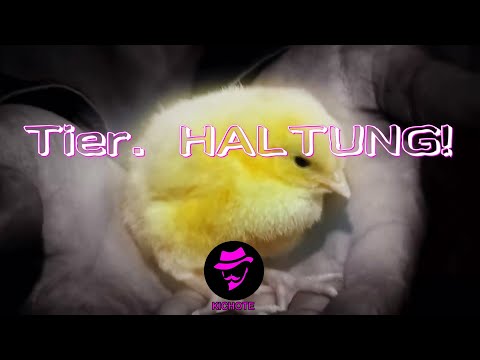 KICHOTE - Tier. HALTUNG! (Official Video)