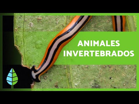 INVERTEBRATE ANIMALS 🐙🐛 (Characteristics, Classification and Examples)