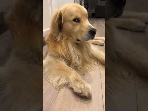 oh! Attitude haaan!!! #dog #doglover