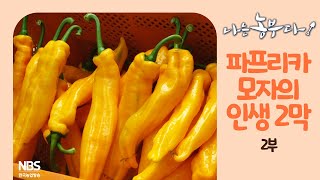 [나는농부다 233회 2부] 파프리카 모자의 인생 2막