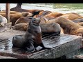 Sea Lions Barking Sea Lions Screaming Sea Lions Sounds Sea Lions Sound Effects No Music