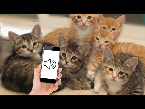 Sounds that attract kittens - Meow to make your kitten come to you