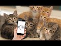Sounds That Attract Kittens Meow To Make Your Kitten Come To You