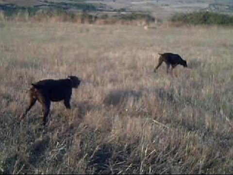 CAZA de CODORNIZ. Kai y Ying «Vintage»(III) – bonviedro.com