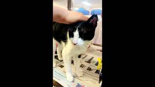 Video of adoptable pet named Feta - FEE SPONSORED!