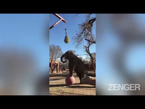 VIDEO: Deadly Elephant Virus Kills Two Calves At US Zoo Days Apart  (1)
