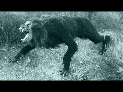 EXISTIU UM LOBISOMEM EM CACHOEIRA DO SUL ?