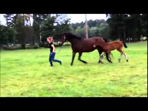 Hengstfohlen von Viscount