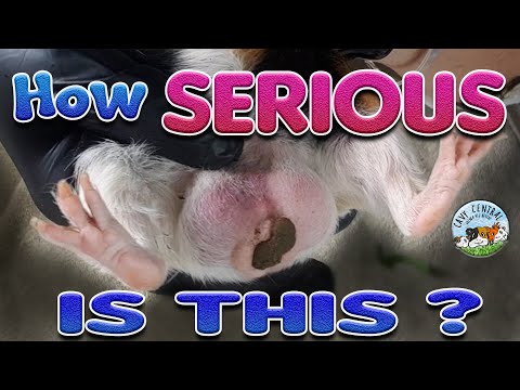 YouTube video about: How to clean guinea pig ears?