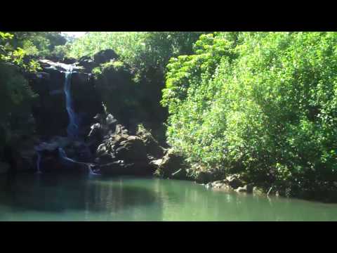 Hawaii Maui Oh Owl Amigo?