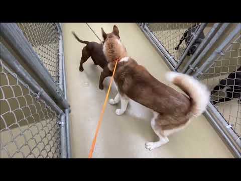 Kermit #10535, an adopted Husky in Monroe, GA_image-1