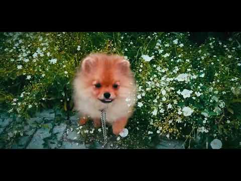 Pomeranian puppy for sale