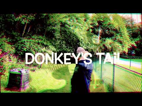 Donkey's Tail [Official Video] by The Roundlakes
