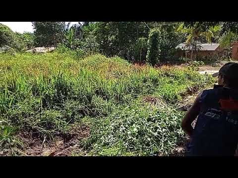 Terreno em Irituia para Torre de Celular e Enegia - MyTower®